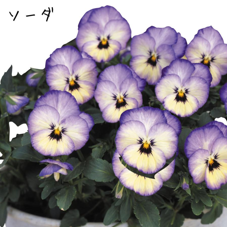花苗 パンジー よく咲くスミレr Bセット 4種12株 21n P2 0016 花と緑 国華園 通販 Yahoo ショッピング