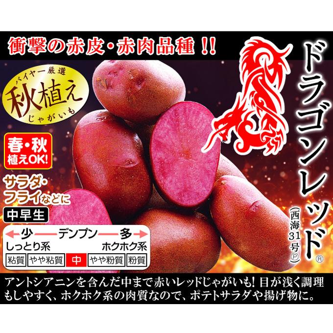 種芋 秋植えじゃがいも ドラゴンレッド R (西海31号P) 500g : 花と緑