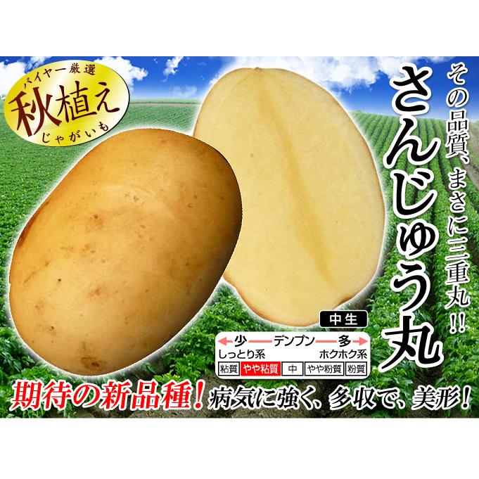 国華園 種芋 秋植えじゃがいも さんじゅう丸PVP 500g / じゃが芋