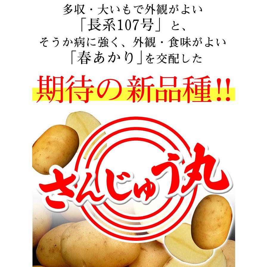 国華園 種芋 秋植えじゃがいも さんじゅう丸PVP 500g 爆買 : 花と緑 国