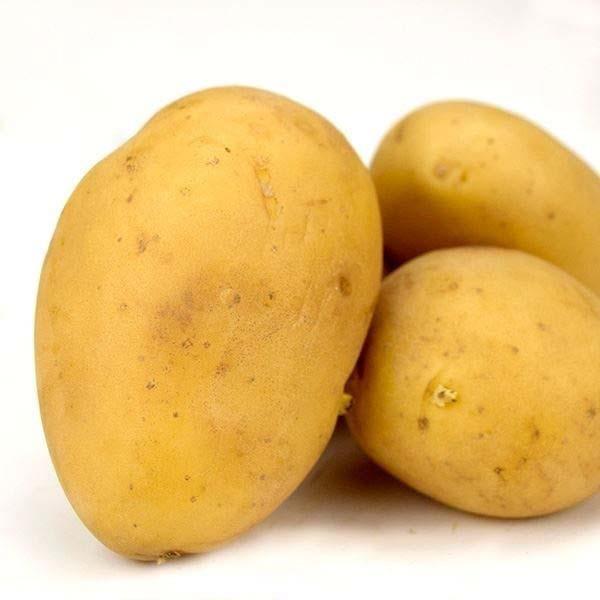 種いも 秋植えじゃがいも さんじゅう丸pvp 1kg じゃが芋 馬鈴薯 ばれいしょ 種芋 種球 じゃが芋のたねいも 種薯 種じゃがいも ポテト 家庭菜園 21n P3 0006 花と緑 国華園 通販 Yahoo ショッピング