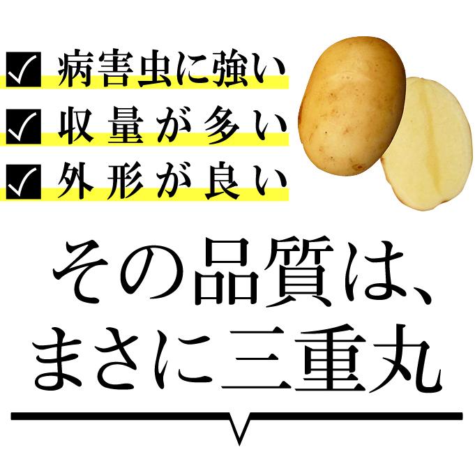 国華園 種芋 秋植えじゃがいも さんじゅう丸PVP 1kg / じゃが芋 ジャガ