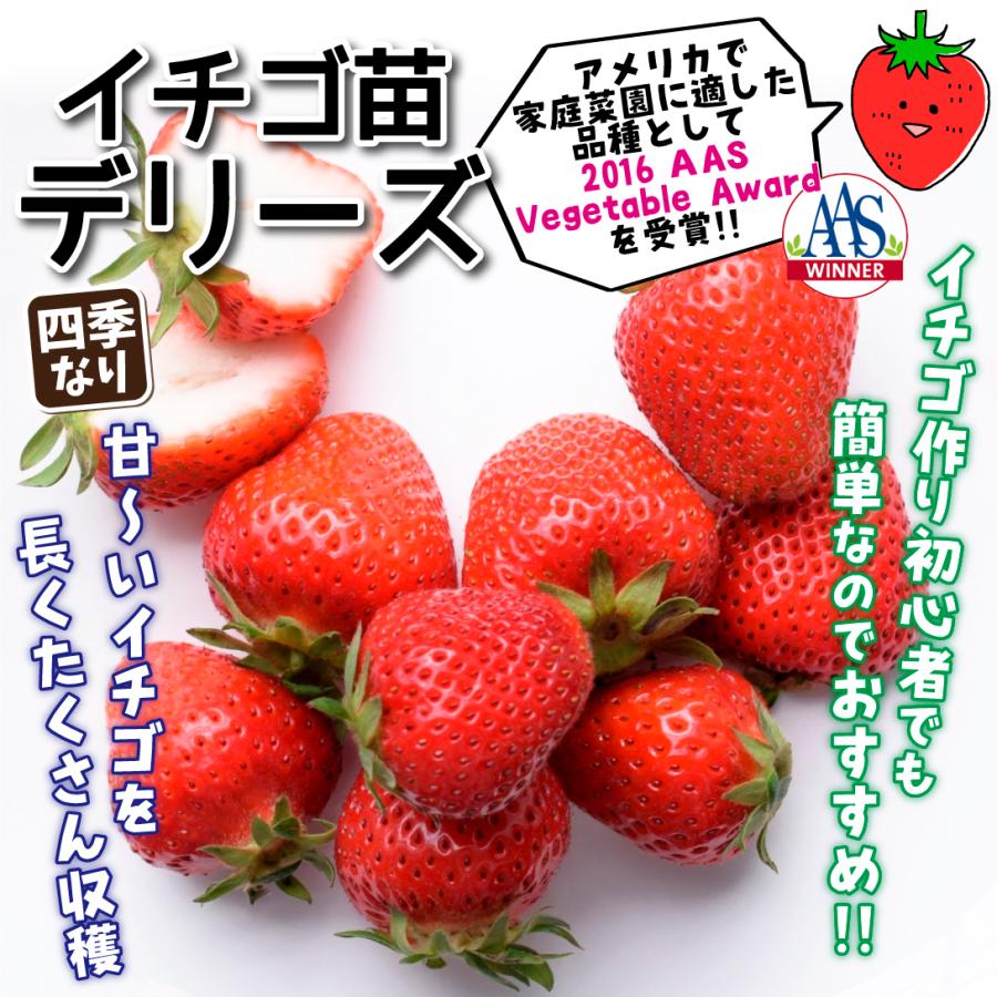 いちご苗 イチゴ苗 苺苗 デリーズ 6株 家庭菜園 イチゴの苗 いちごの苗 自給自足 四季成りいちご 美味しい でりーず 植物 21n P3 0011 花と緑 国華園 通販 Yahoo ショッピング