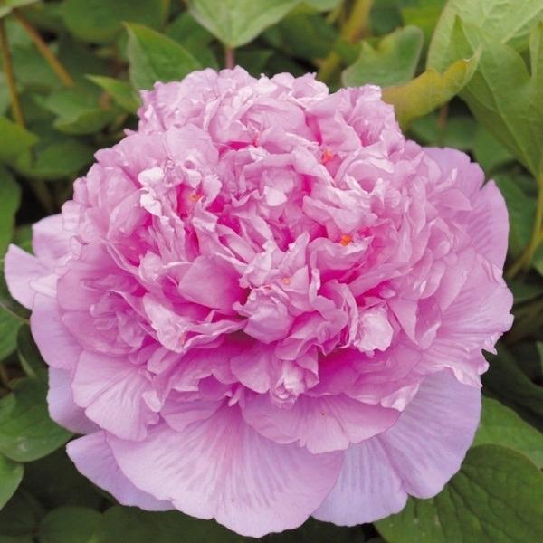 牡丹 苗 苗木 彩会 1株 中国牡丹 ボタン 牡丹の花 牡丹の苗木 庭木 植木 花木苗 最大74 Offクーポン