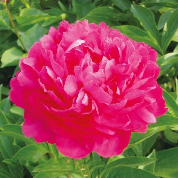 芍薬 大富貴 1株 Alaw No