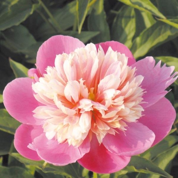 芍薬 苗 蓮台 1株 シャクヤク 芍薬の花 芍薬の苗 ピオニー 庭木 植木 花の苗 花木苗 21n P4 0015 花と緑 国華園 通販 Yahoo ショッピング