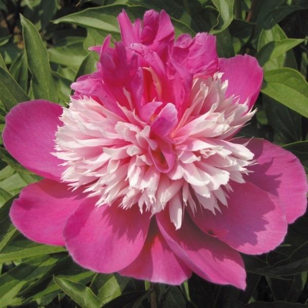 芍薬 苗 奇花露霜 1株 シャクヤク 芍薬の花 芍薬の苗 ピオニー 庭木 植木 花の苗 花木苗 21n P4 0016 花と緑 国華園 通販 Yahoo ショッピング