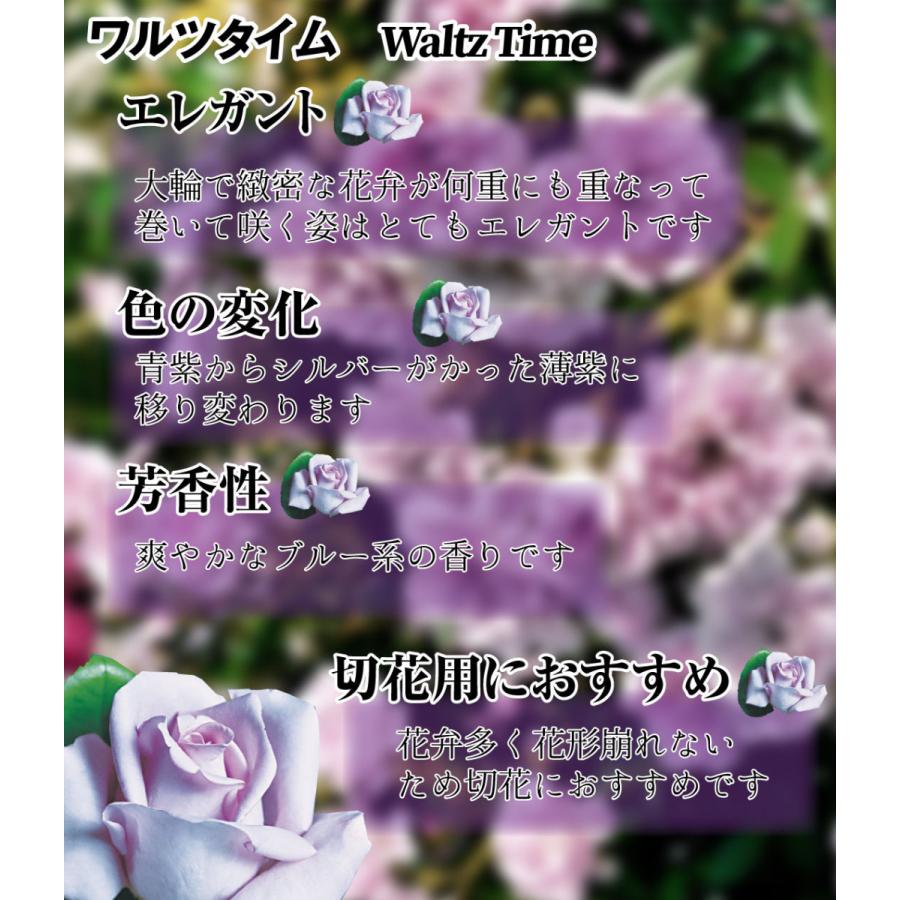 バラ 苗 苗木 四季咲き大輪 ワルツタイム 1株 バラの苗木 薔薇 バラの木 バラの花 Ht 庭木 植木 花木苗 21n P4 0024 花と緑 国華園 通販 Yahoo ショッピング