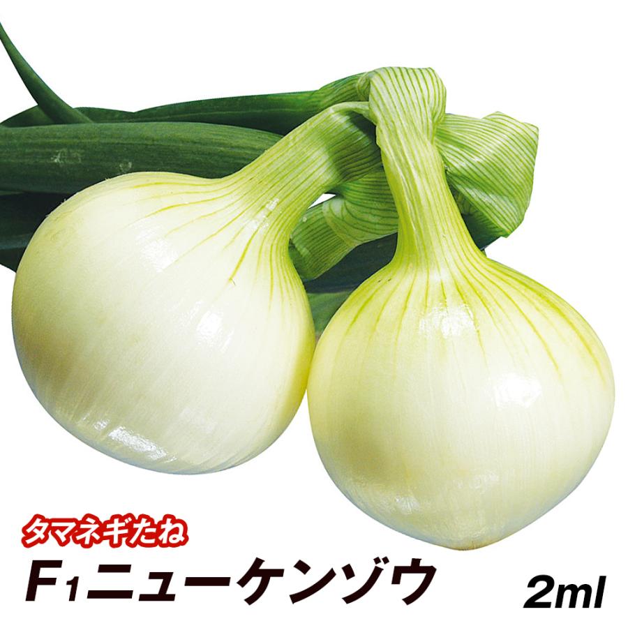 玉ねぎ タマネギ 玉葱 タネ F1ニューケンゾウ 1袋(2ml) 種 野菜たね 【YTC01】 :2021n-p6-0002:花と緑 国華園 - 通販  - Yahoo!ショッピング