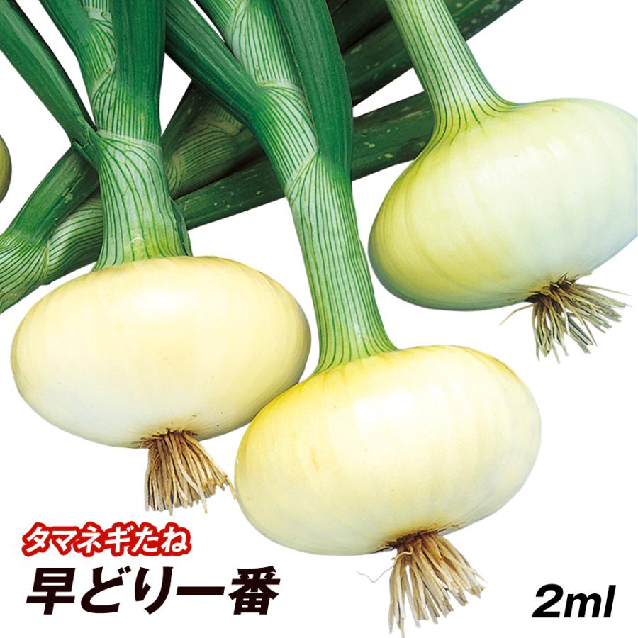 期間限定送料無料 タマネギ 種 野菜たね 早どり一番 1袋 3ml 野菜のタネ 野菜 種子 タマネギの種 タマネギ 玉葱 玉ねぎ たまねぎ タネ Ytc01 国華園 ランキングtop5