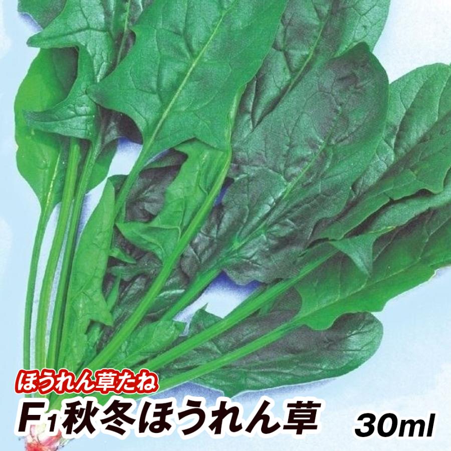 ほうれん草 ホウレンソウ 法蓮草 ホウレン草 タネ F1秋冬ほうれん草 1袋 30ml 種 野菜たね Ytc44 21n P6 0006 花と緑 国華園 通販 Yahoo ショッピング