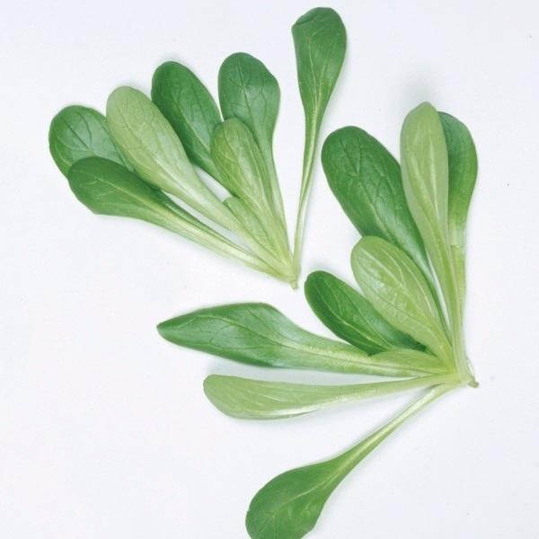 ハーブ 種 野菜たね マーシュ コーンサラダ 1袋 1 5ml 野菜のタネ 野菜 種子
