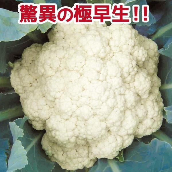 カリフラワー 種 野菜たね F1夏どりカリフラワー 1袋 50粒 野菜のタネ 種子 カリフラワーの種 低価格 野菜 花野菜 国華園 タネ