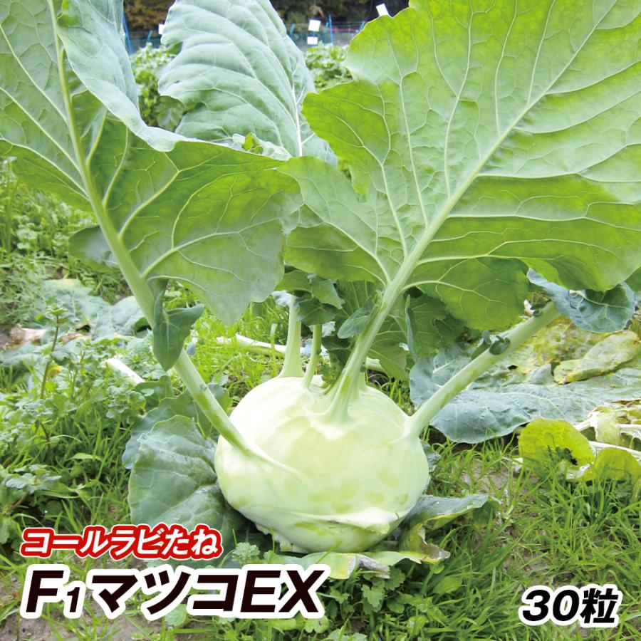 ウマキ様ご連絡ページ ウマ娘」のトリックスター！セイウンスカイの幻惑逃亡劇を「東スポ」で