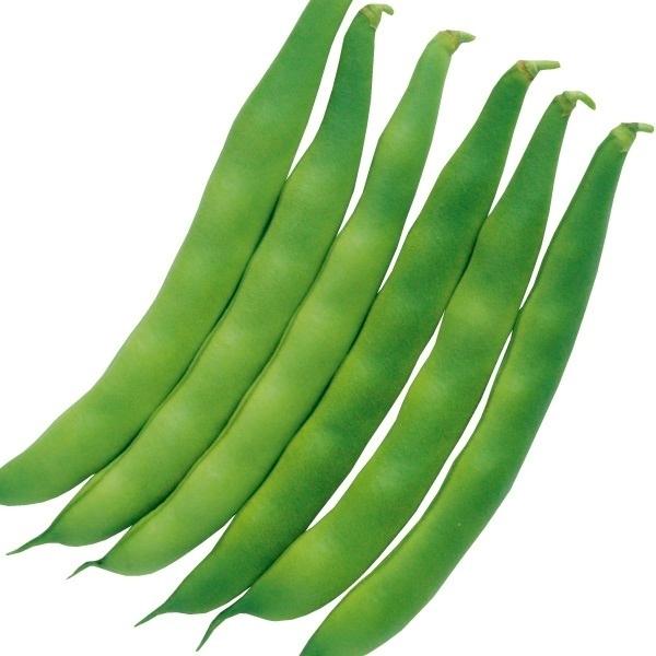 高品質 インゲン インゲン豆 マメ タネ つるなしモロッコ 1袋 30ml 種 野菜たね Ytc110 Aynaelda Com