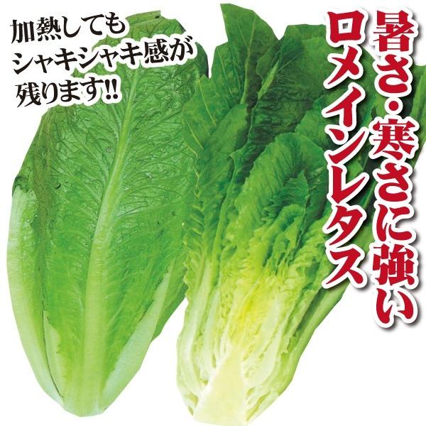 レタス 種 野菜たね 晩抽コスレタス 1袋 5ml 野菜のタネ 野菜 種子 国