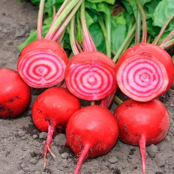 ビーツ 種 野菜たね 菜類 ビーツ チオギア 1袋 2 5ｇ 野菜のタネ 野菜