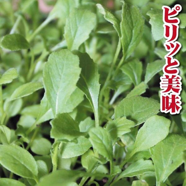 最安値挑戦 ハーブ 種 野菜たね 菜類 わさびルッコラ 1袋 100粒 野菜
