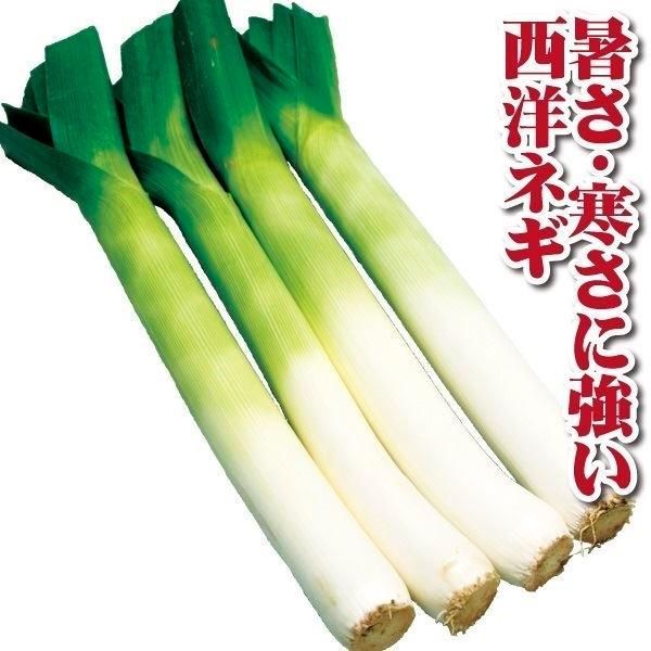 西洋ネギ 種 野菜たね 菜類 リーキ F1ロングトン 1袋 70粒 野菜の