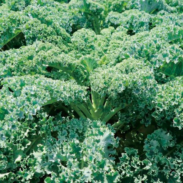 国華園 種 野菜たね 西洋野菜 カリーノケール 1袋（40粒） やさいの種（Yahoo!・花と緑 国華園）