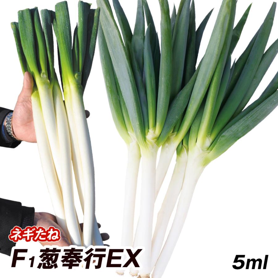 種 野菜たね ネギ F1葱奉行EX 1袋（5ml） 野菜の種 国華園 : 花と緑 国