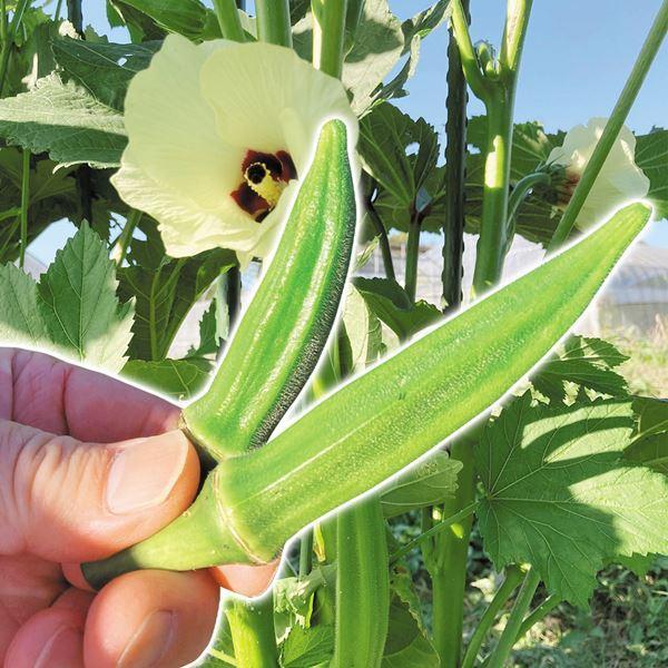海外 オクラ 種 野菜たね サラダ野菜 F1クリスプキング 1袋 10ml 野菜のタネ