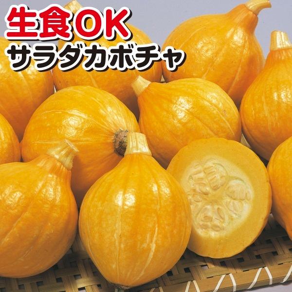 種 野菜たね 驚きの値段 露地抑制栽培カボチャ F1コリンキーpvp 1袋 8粒 国華園 野菜のタネ 野菜 種子