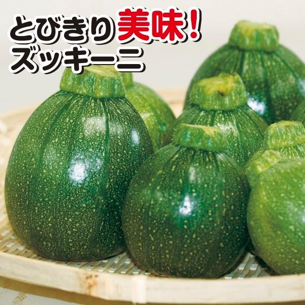メーカー在庫限り品 ズッキーニ 種 野菜たね 露地抑制栽培 F1ブラックエッグ 1袋 10粒 野菜のタネ 野菜 種子 抑制栽培 ズッキーニの種 タネ Ytc134 国華園 ハイクオリティ