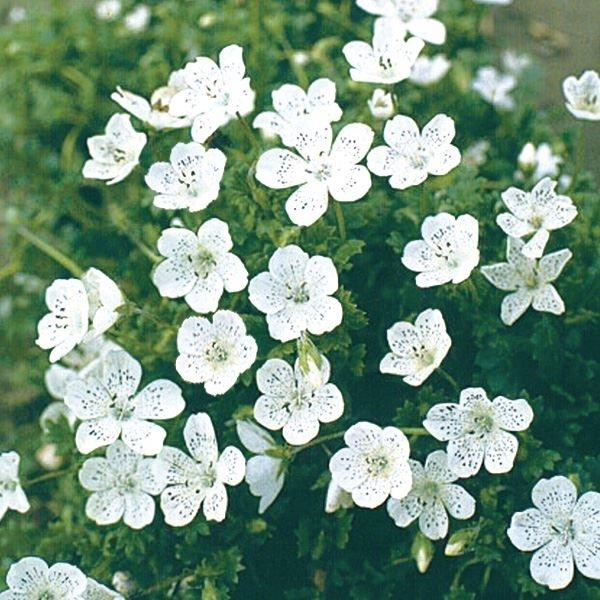 種 花たね ネモフィラ スノーストーム 1袋 0mg Belle Ile Nature Org