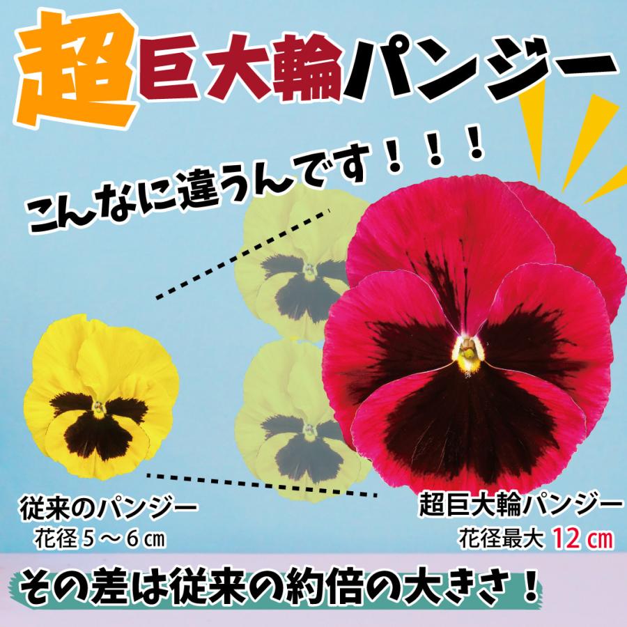 パンジー 種 ｆ１巨大輪パンジーミックス 1袋 25粒 パンジーの種 パンジーの花 花たね 花の種 種子 タネ 国華園 21n P7 0004 花と緑 国華園 通販 Yahoo ショッピング