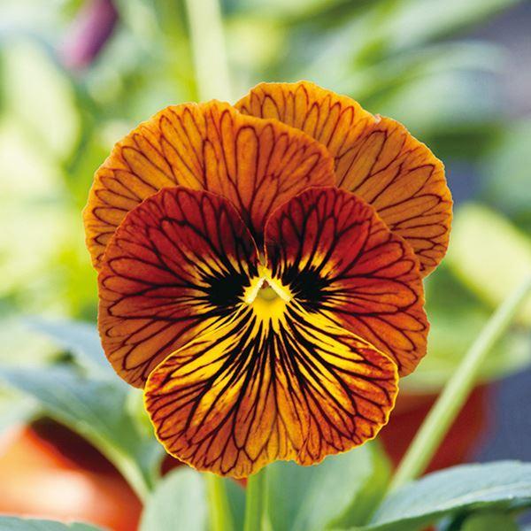 種 花たね ビオラ タイガーアイ 粒 宅送 1袋 レッド