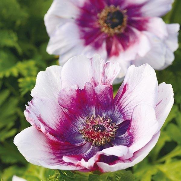 種 花たね アネモネ 今ダケ送料無料 モナリザ ワインホワイトバイカラー 1袋 15粒