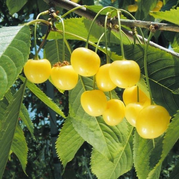 さくらんぼ 苗木 苗 月山錦r 青葉台 1株 桜桃 チェリー サクランボの木 果樹苗 国華園 いよいよ人気ブランド