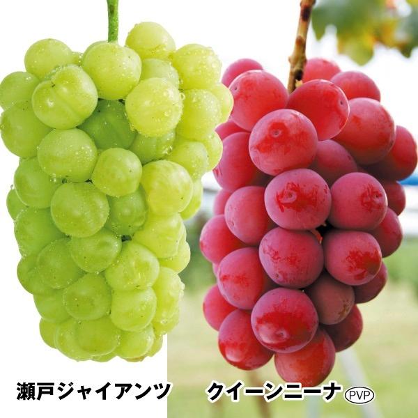 新規購入 果樹苗 ブドウ 極旨大粒ブドウセット 2種2株 アウトレット送料無料 Www Simon Page Com