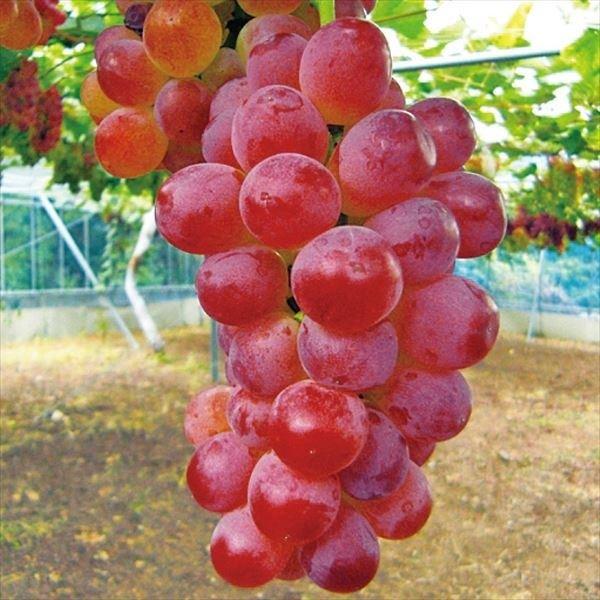 売れ筋 ぶどう 苗木 1年生 ウイルスフリー 接ぎ木苗 <br>葡萄 ぶどうの木 通販 果樹 苗 落葉樹 つる性植物 ぶどう 苗木 1年生 ウイルスフリー 接ぎ木 ポット苗 マスカット 葡萄 ぶどうの木 通販 果樹 苗 落葉樹 つる性植物