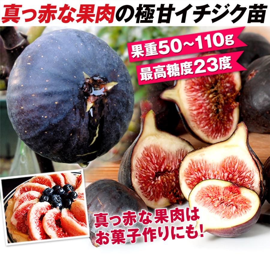 国華園 果樹苗 イチジク ビオレーソリエス 3株 : 花と緑 国華園 - 通販