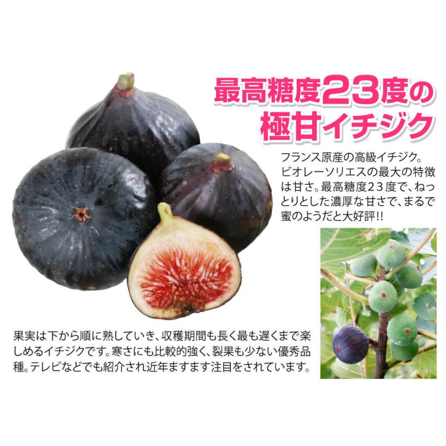 国華園 果樹苗 イチジク ビオレーソリエス 3株 : 花と緑 国華園 - 通販
