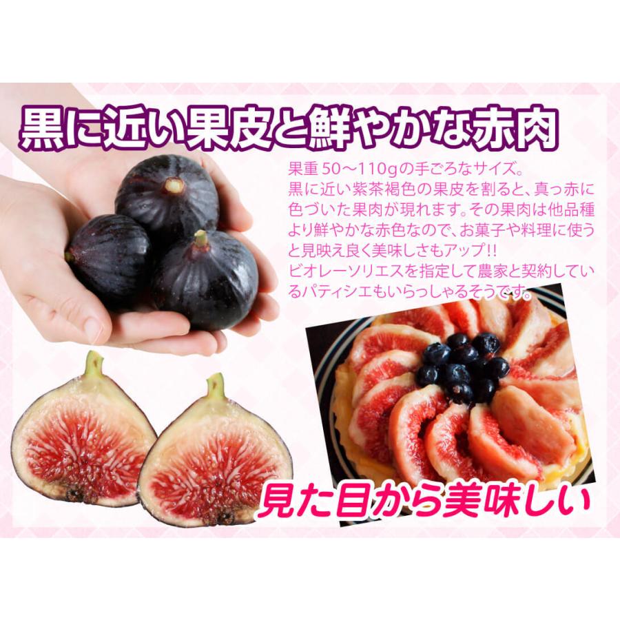 イチジク3種セット イチジク3種セット イチジク3品種セット 12cmポット1年生｜Yahoo