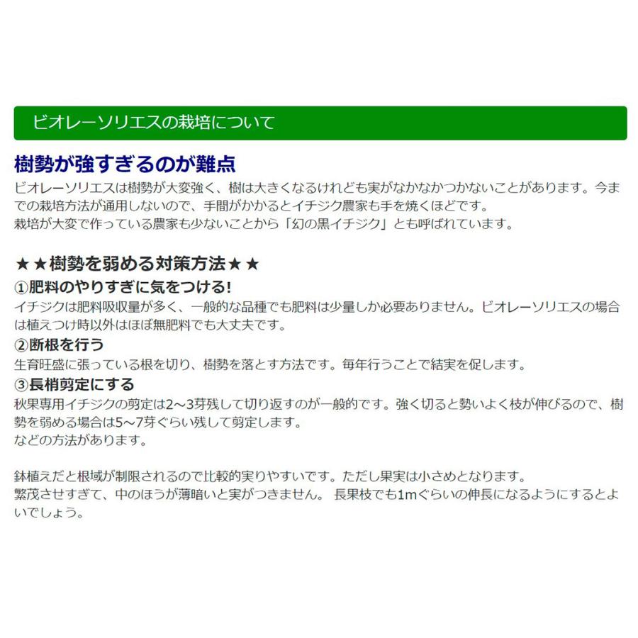 25円 オンラインショップ イチジク 苗木 苗 ビオレーソリエス 3株 無花果 イチジクの木 果樹苗 国華園
