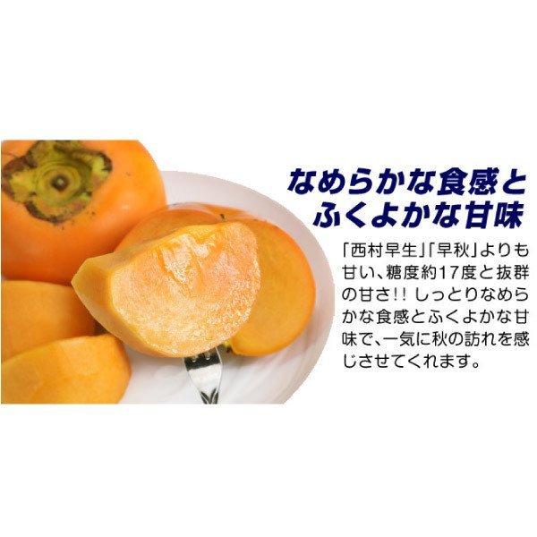 国華園 果樹苗 カキ 輝太郎PVP＆禅寺丸(受粉樹) プレミアム苗 2種2株