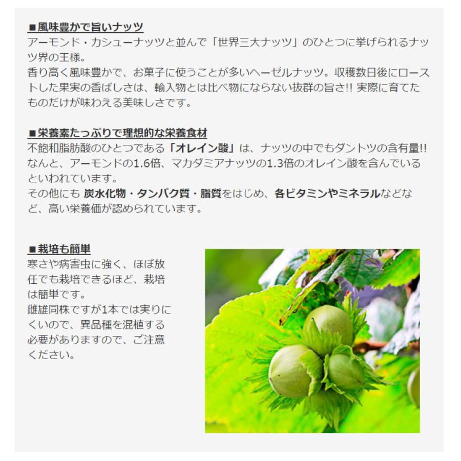 ヘーゼルナッツ 苗木 トンダ ジェンティーレ 1株 苗 ヘーゼルナッツの木 果樹苗 国華園 セール特価