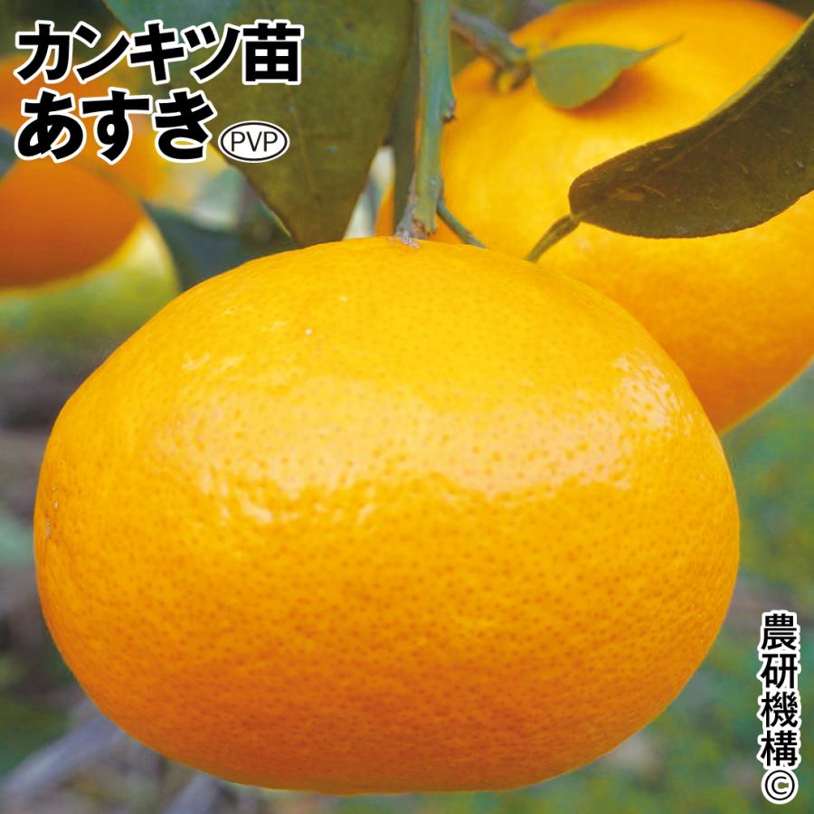 あすきPVP【カンキツ興津46号×はるみ】1株 カンキツ 果樹苗 国華園