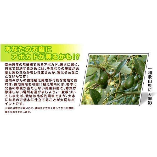 国内最安値 アボカド 苗木 マラマ 1株 Bタイプ 苗 アボカドの木 アボガド露地植え 南国フルーツ 果樹苗 国華園 21n P8 0079 花と緑 国華園 通販 Yahoo ショッピング 美しい Puddlesandsun Co Uk