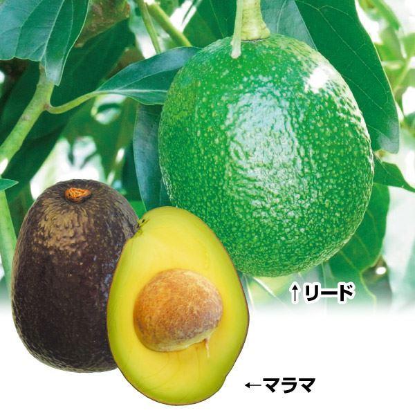 全日本送料無料 アボカド 苗木 矮性アボカドセット 2種2株 苗 アボカドの木 アボガド露地植え 南国フルーツ 果樹苗 国華園 21n P8 0080 花と緑 国華園 通販 Yahoo ショッピング 売り切れ必至 Www Maxipiso Com Ar