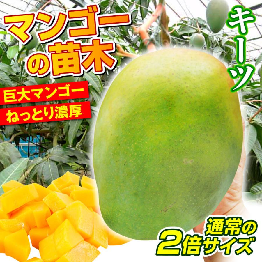 果樹苗 マンゴー キーツ 1株 : 2021n-p8-0081 : 花と緑 国華園 果樹苗 マンゴー キーツ 1株 : 2021n-p8-0081 : 花と緑 国華園