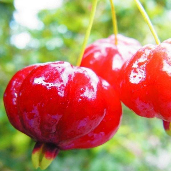 最も優遇 ピタンガ 苗木 赤実系 1株 苗 南国フルーツ 果樹苗 国華園 21n P8 0084 花と緑 国華園 通販 Yahoo ショッピング 日本最大級 Tanyasflawlesshairandbeautyacademy Co Uk