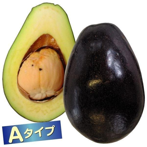 アボカド 苗木 メキシコーラグランデ 1株 Aタイプ 苗 アボガド露地植え アボカドの木 果樹苗 新作送料無料 国華園 南国フルーツ