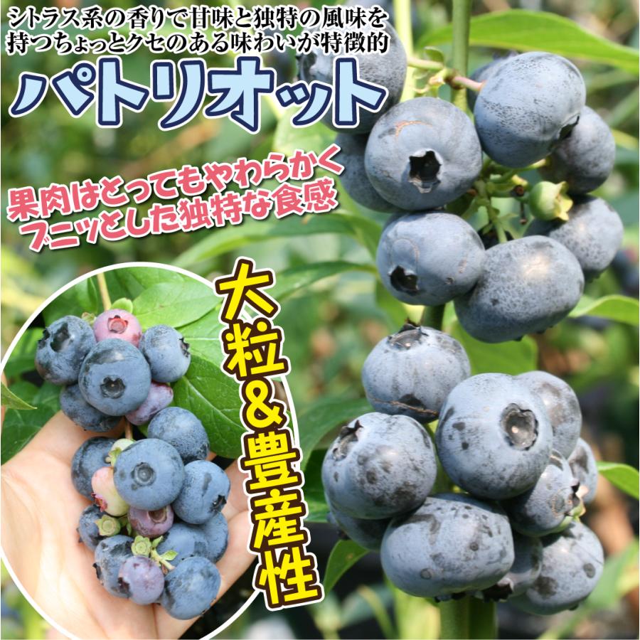 国華園 果樹苗 ハイブッシュ系 ブルーベリー パトリオット 挿木3年生苗