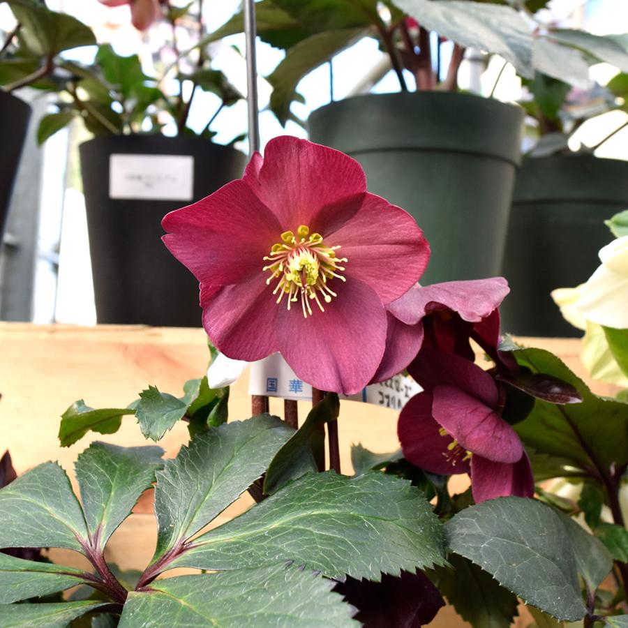 国華園 花苗 クリスマスローズ 氷の薔薇Rシリーズ レッド 1株 / 花の苗