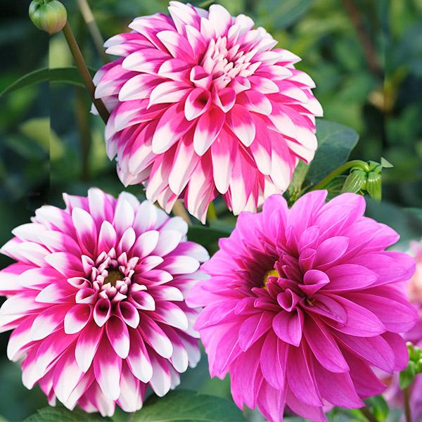 最大84 オフ ダリア 球根 お手玉 中小輪 1球 春植え球根 ダリアの球根 咲き分け 国華園 Wantannas Go Id